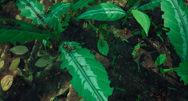 Empires of the Undergrowth Crack Free Download