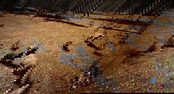 Wilderness Free Download